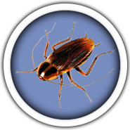 Cockroach Cockroach