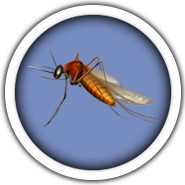 Mosquito Mosquito