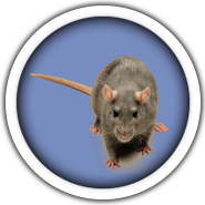 Rodent Rodent
