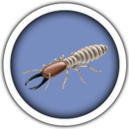Termite Termite